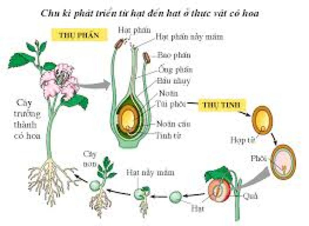 1-trinh-bay-qua-trinh-thu-phan-va-thu-tinh-o-thuc-vat-duoi-dang-so-do-2-phan-biet-hoa-tu-thu-pha