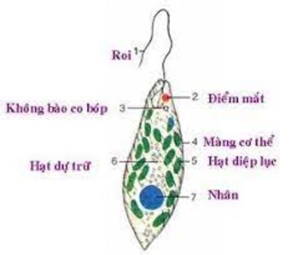 1-trinh-bay-vong-doi-cua-trung-sot-ret-2-dinh-duong-o-trung-sot-ret-va-trung-kiet-li-giong-nhau