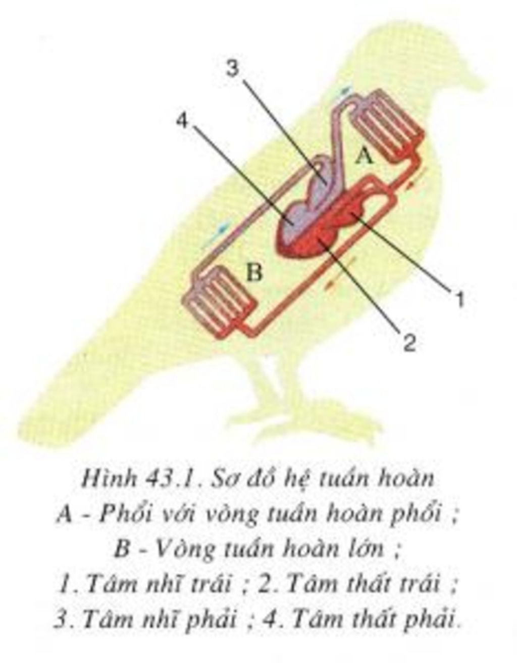 1-ve-so-do-the-hien-he-tuan-hoan-cua-chim-bo-cau-2-nguyen-nhan-diet-vong-cua-loai-khung-long