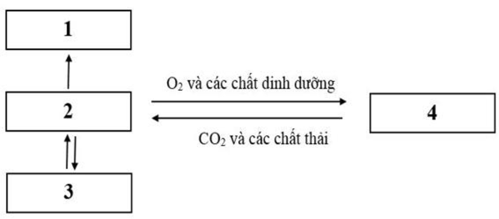 11-khi-hit-vao-thi-co-lien-suon-ngoai-va-co-hoanh-hoat-dong-nhu-the-nao-a-co-lien-suon-ngoai-co