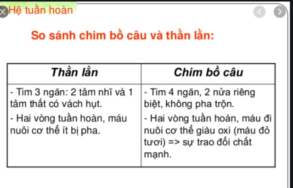 1su-gn-va-khac-nhau-cua-he-tuan-hoan-cua-chim-bo-cau-va-than-lan-2-giair-thich-tai-sao-da-day-cu