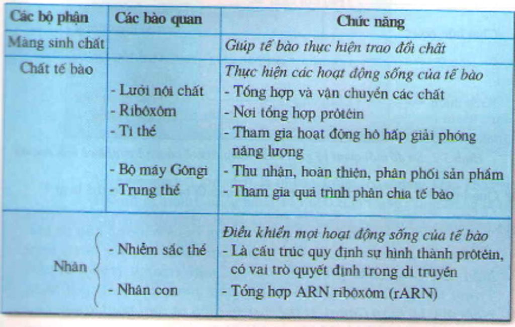 23-te-bao-nhan-thuc-la-gi-24-ke-ten-va-chuc-nang-cac-loai-bao-quan-trong-te-bao-nhan-thuc