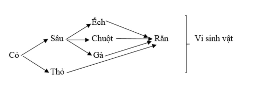 3-a-khai-niem-cua-quan-the-he-sinh-thai-b-khai-niem-chuoi-thuc-an-luoi-thuc-an-va-vec-1-chuoi-th