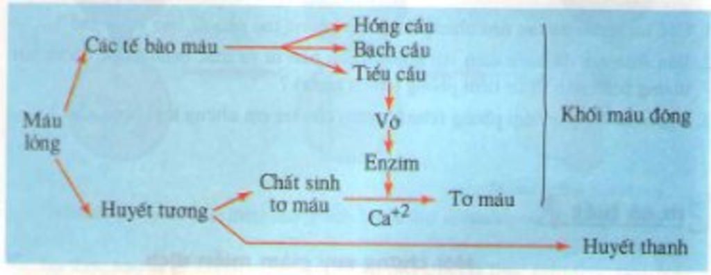 a-neu-co-che-dong-mau-ve-so-do-b-tai-sao-nhom-mau-a-truyen-duoc-cho-nhom-mau-ab-nhung-lai-khong