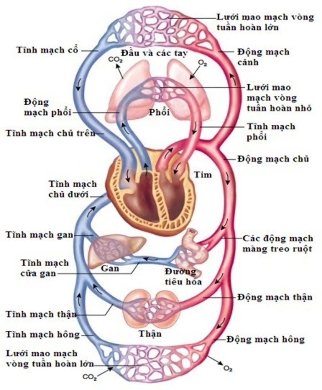 a-neu-vai-tro-cua-bo-uong-b-ve-so-do-vong-tuan-hoan-o-nguoi-trinh-bay-duong-di-cua-vong-tuan-hoa