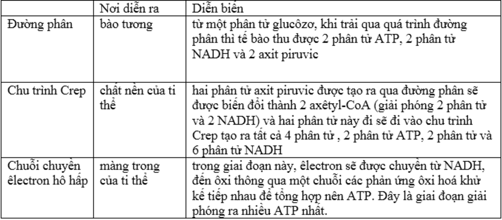 a-so-sanh-cac-giai-doan-cua-te-bao-ho-hap-b-qua-trinh-ho-hap-te-bao-cua-1-van-dong-vien-dang-luy