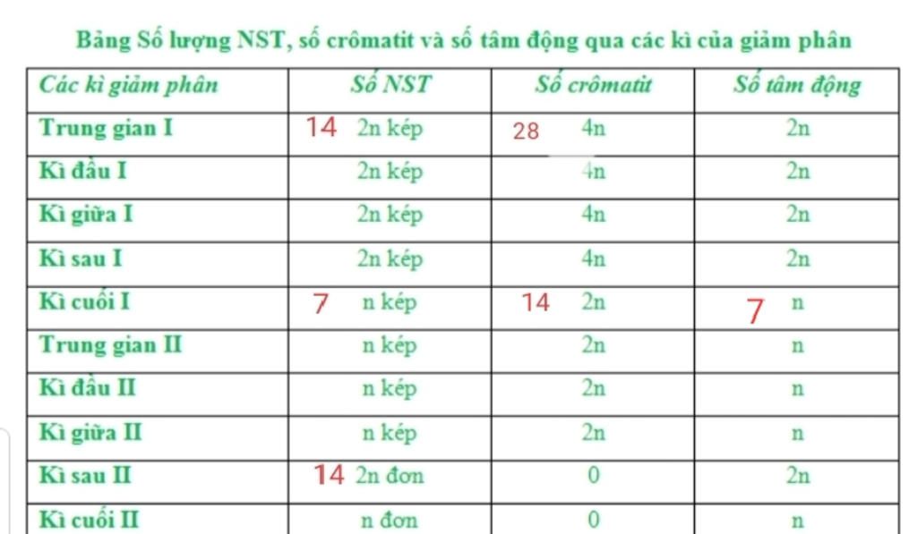 ac-dinh-so-luong-trang-thai-cromatit-tam-dong-trong-cac-ky-np-gp-cua-te-bao-2n-14