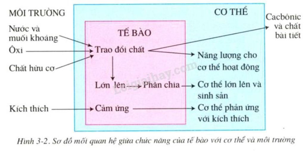 ai-giup-em-giai-thich-bang-loi-so-do-chuc-nang-cua-te-bao-voi-a