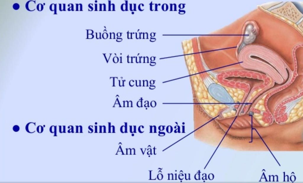 ai-giup-em-voi-please-neu-cau-tao-phu-hop-voi-chuc-nang-cua-cac-bo-phan-trong-co-quan-sinh-duc-n