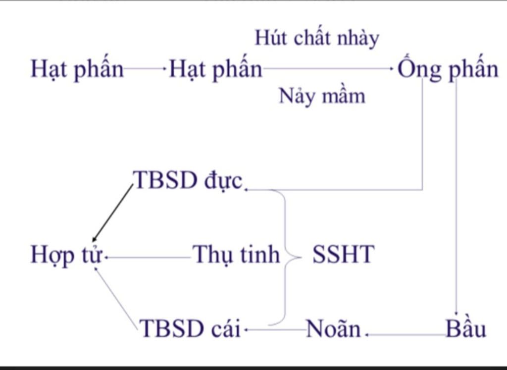 ai-giup-mik-ve-so-do-tu-duy-bai-sinh-san-huu-tinh-o-thuc-vat-dc-k-mai-mik-thuyet-trinh-r-ma-hk-b