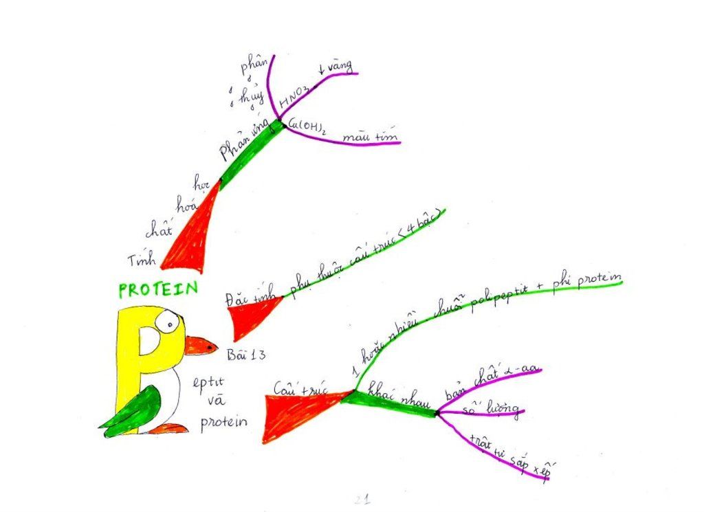 ai-ve-so-do-tu-duy-ve-potein-lop-10-ho-em-a