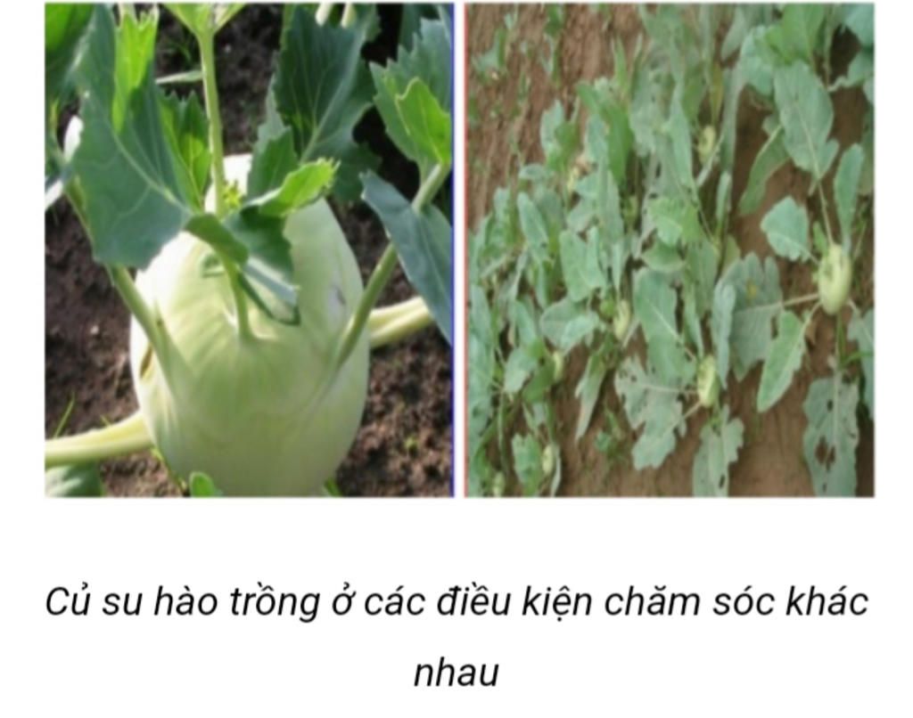 anh-chup-2-luong-su-hao-trong-tu-mot-giong-nhung-duoc-bon-phan-tuoi-nuoc-khac-nhau-va-2-cu-dien