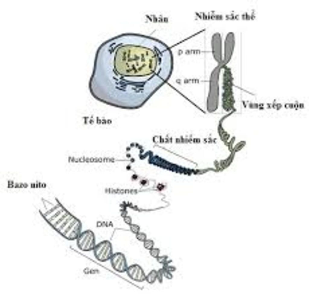 bai-nhiem-sat-the-mo-ta-cau-truc-hien-vi-cua-nhiem-sat-the-neu-chuc-nang-nhiem-sat-the