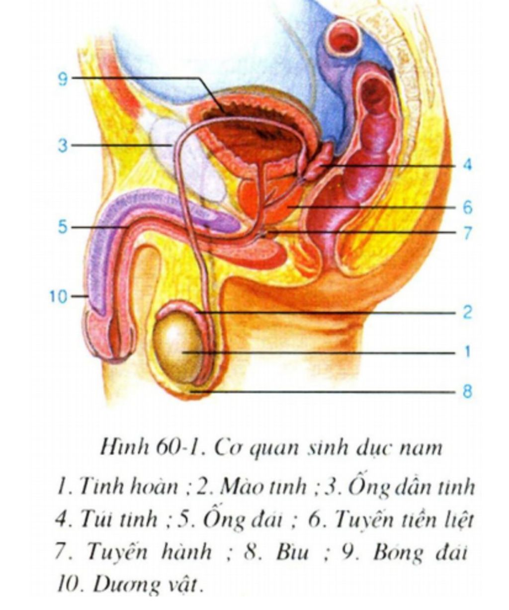 bo-phan-sinh-duc-nam-gom-nu-gom-neu-ro-co-anh-cang-tot