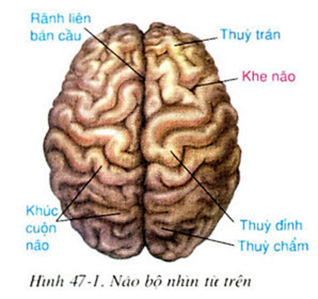 c1-em-hay-neu-nhung-bieu-hien-cua-nhung-nguoi-bi-chan-thuong-so-nao-do-tai-nan-giao-thong-hay-ta