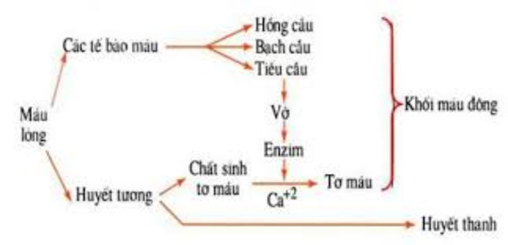 cac-bach-cau-da-tao-nen-nhung-hang-rao-phong-thu-nao-de-bao-ve-co-the-viet-so-do-dong-mau-va-ngu