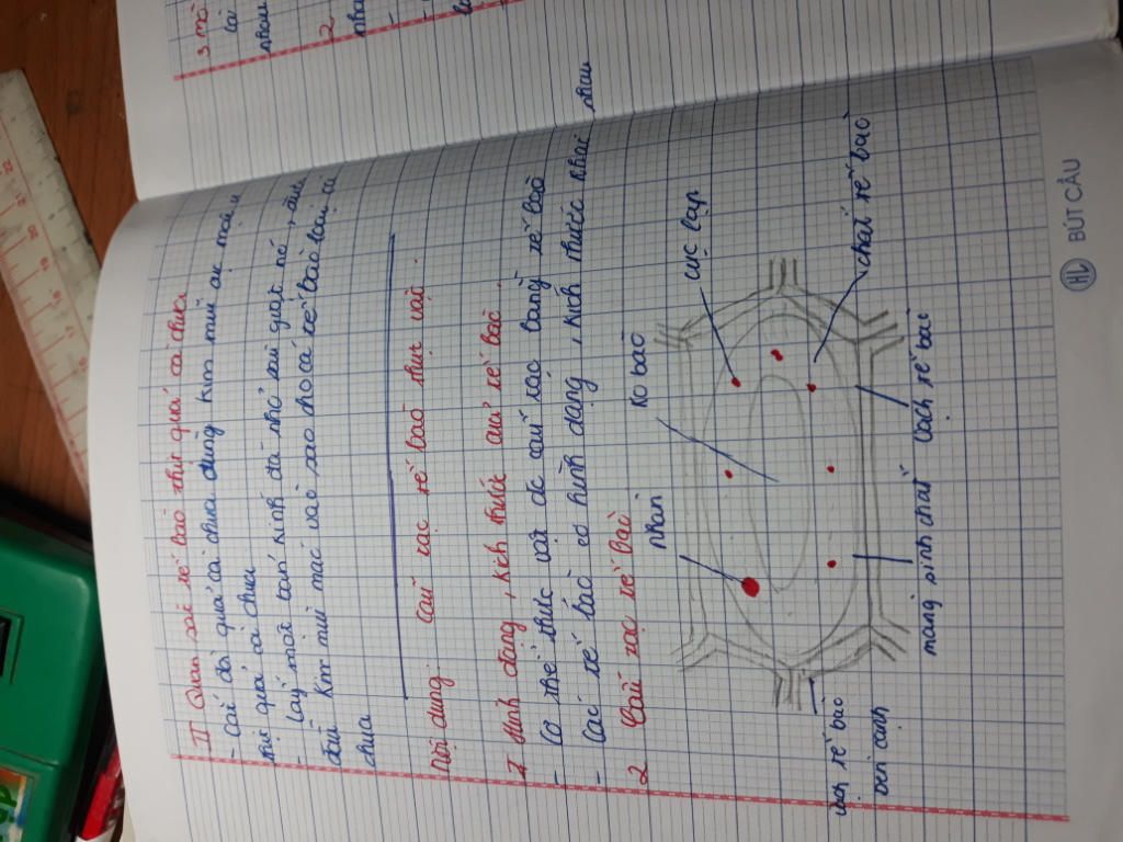 cac-ban-giup-mk-cau-nay-voi-a-ve-hinh-va-chu-thich-so-do-cau-tao-te-bao-thuc-vat-va-cau-tao-tron