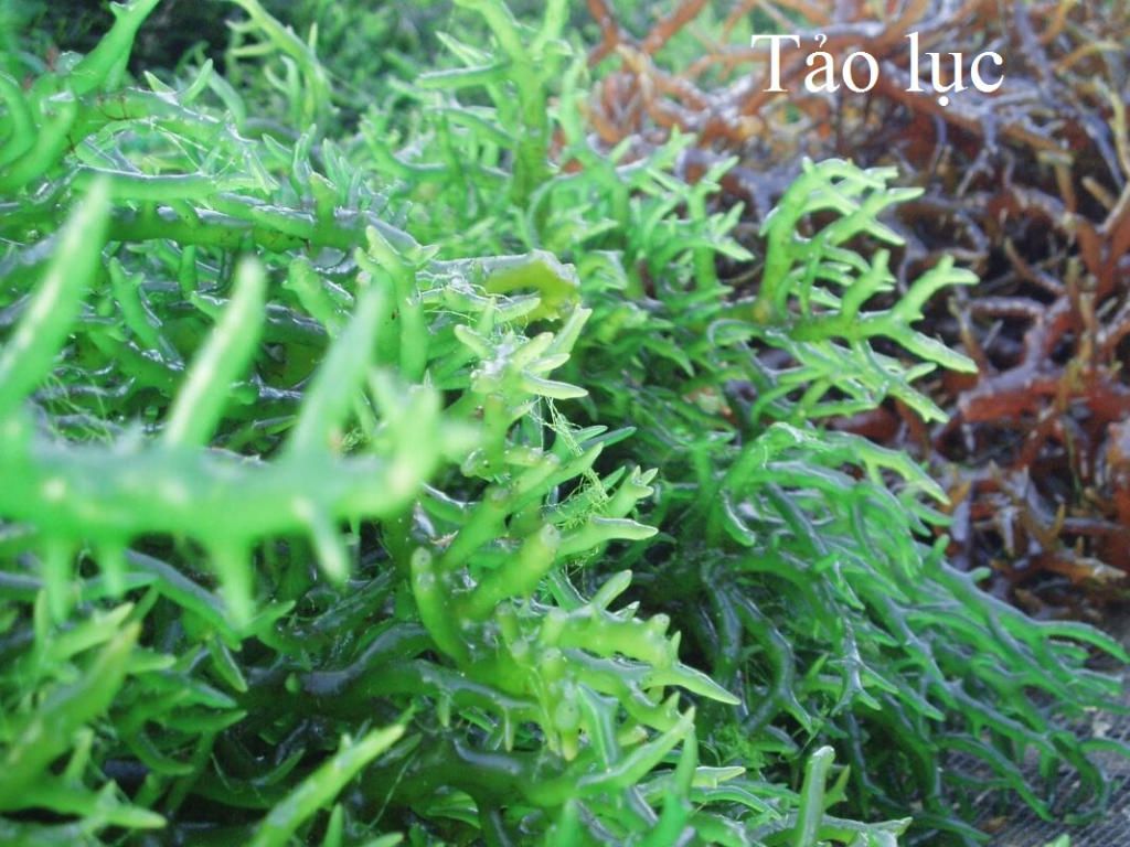 cac-loai-tao-tren-the-gioi-va-o-viet-nam-moi-loai-co-hinh-anh-va-chu-thich-ten-noi-song-khu-vuc