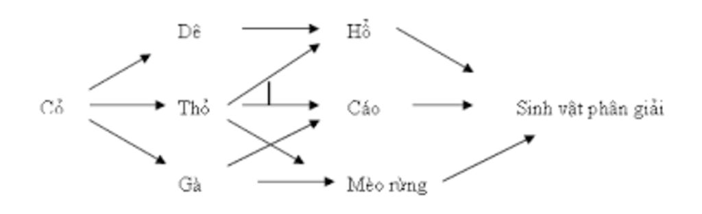 cac-sinh-vat-trong-quan-a-quan-he-voi-nhau-bang-nhung-moi-quan-he-nao-lap-mot-luoi-thuc-an