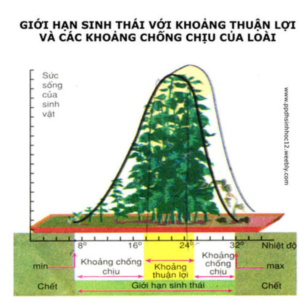 cach-ve-so-do-mo-ta-gioi-han-sinh-thai-cua-mot-loai-sinh-vat