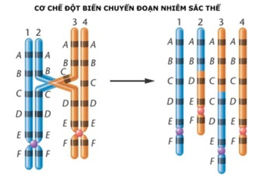 can-tim-anh-ve-chuyen-doan-nst-o-sinh-vat-hoac-thuc-vat