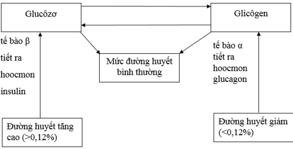 cau-1-a-neu-dac-diem-cua-he-noi-tiet-b-phan-biet-tuyen-noi-tiet-va-tuyen-ngoai-tiet-tai-sao-noi