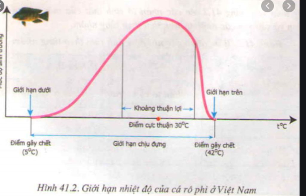 cau-1-ca-ro-phi-o-nuoc-ta-song-o-nguong-nhiet-tu-5-do-c-den-42-do-c-va-phat-trien-cuc-thuan-o-30