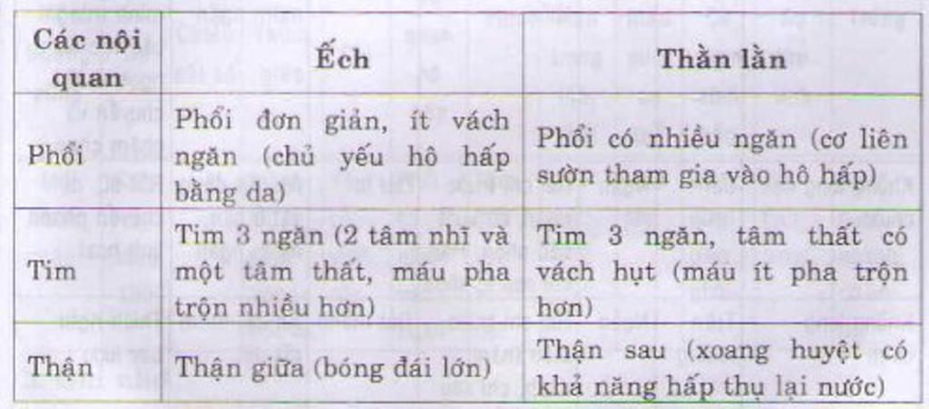 cau-1-cau-tao-he-tieu-hoa-cua-tho-cau-2-so-sanh-he-tuan-hoan-thang-lan-bong-duoi-dai-va-ech