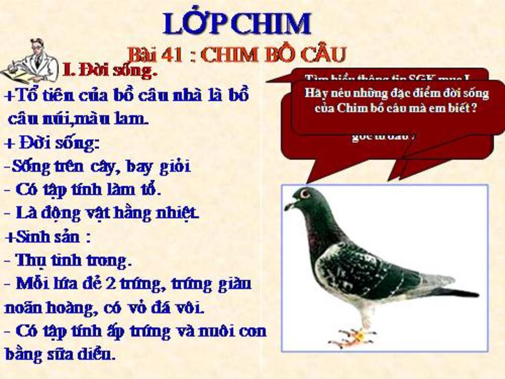 cau-1-chim-bo-cau-nha-co-nguon-goc-tu-dau-cau-2-hay-neu-nhung-dac-diem-doi-song-chim-bo-cau-ma-e