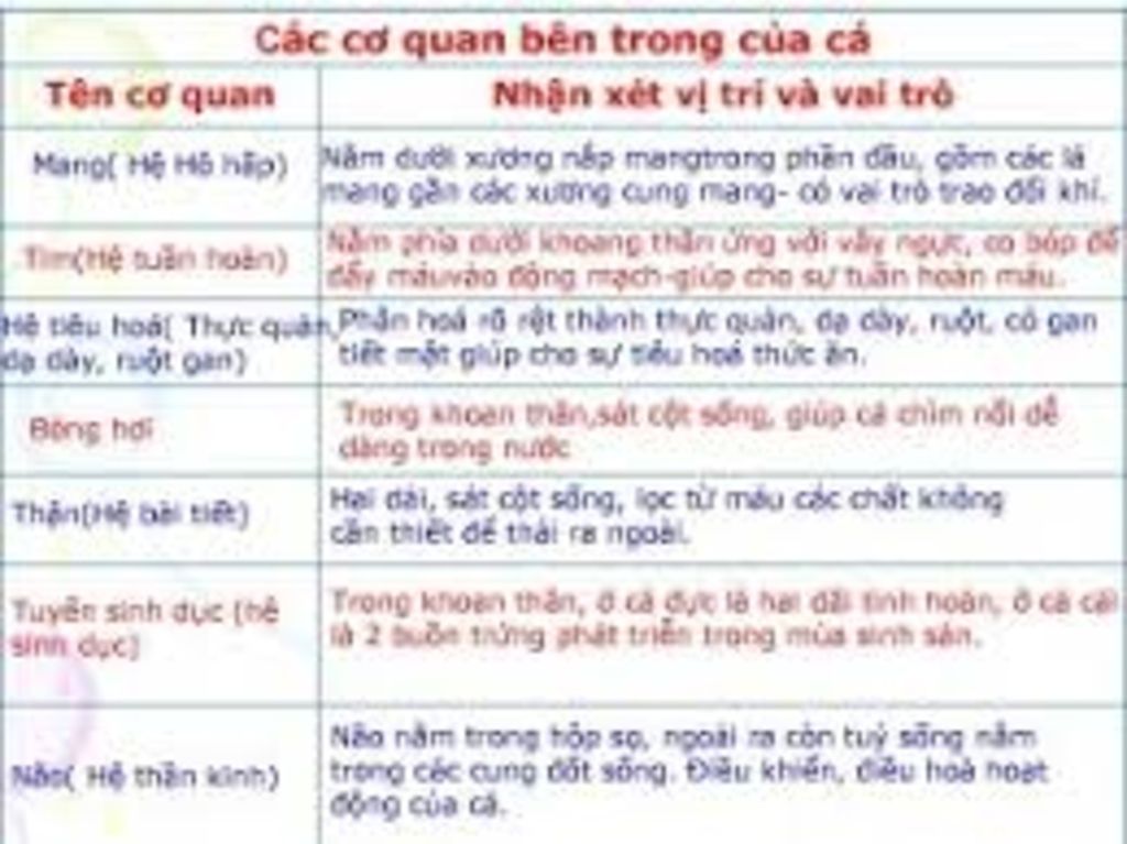 cau-1-cho-biet-hinh-dang-co-the-ca-chat-nhay-do-vay-tiet-ra-cach-sap-ep-vay-tren-than-ca-va-cau