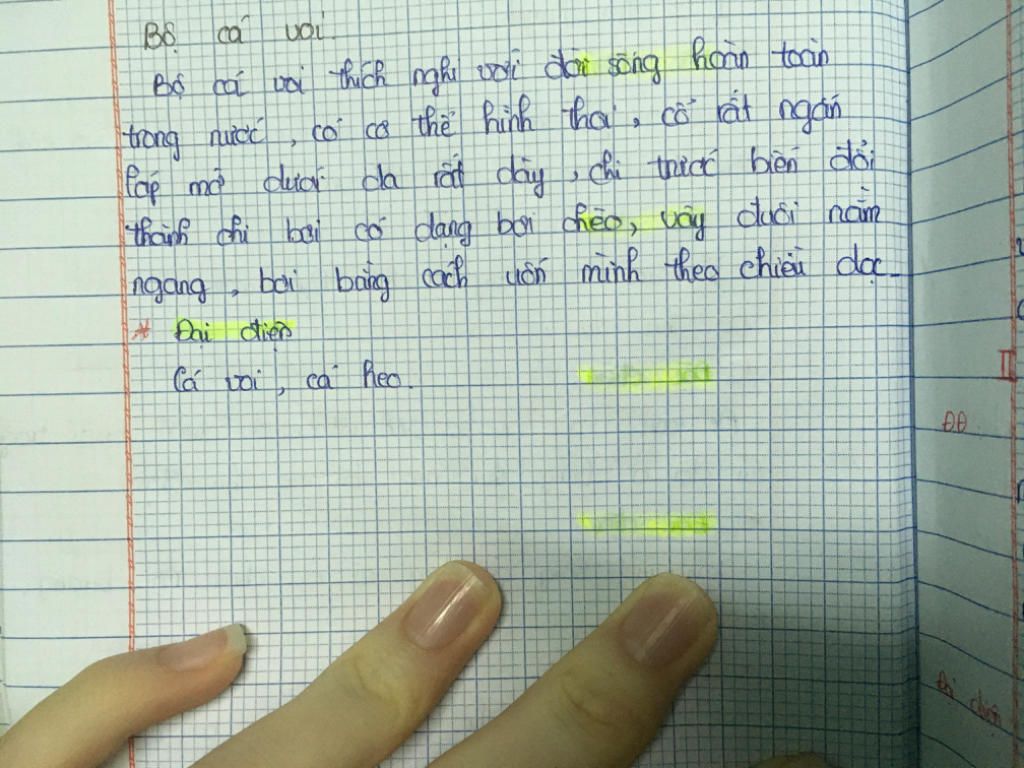 cau-1-dac-diem-cau-tao-ngoai-cua-bo-ca-voi-bo-an-thit-ech-dong