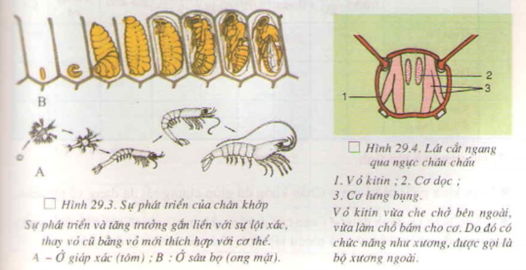 cau-1-dong-vat-nguyen-sinh-nao-vua-tu-duong-vua-di-duong-cau-2-neu-dac-diem-chung-va-vai-tro-cua