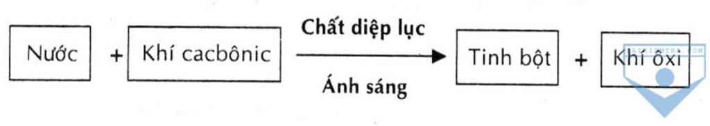 cau-1-em-hay-ke-ten-dac-diem-va-chuc-nang-cua-cac-bo-phan-cua-hoa-bo-phan-nao-la-quan-trong-nhat