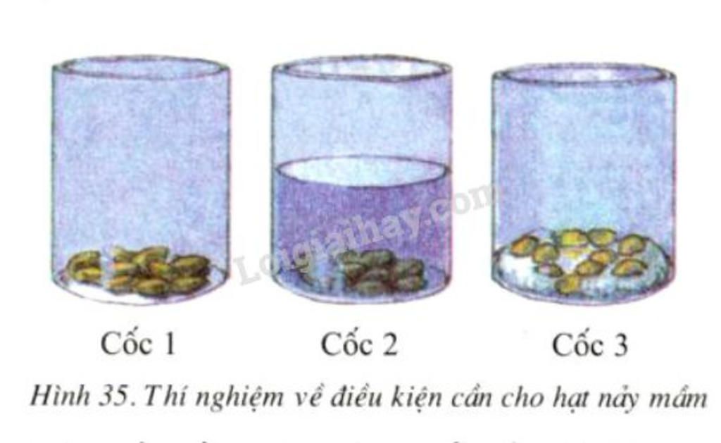 cau-1-em-hay-thiet-ke-thi-nghiem-de-chung-minh-su-nay-mam-cua-hat-phu-thuoc-vao-nhiet-do-thich-h