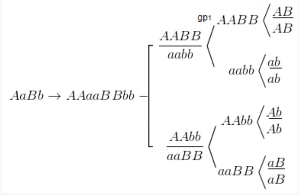 cau-1-mot-co-the-co-kieu-gen-aabb-hay-viet-cach-sap-ep-qua-cac-ki-cua-giam-phan