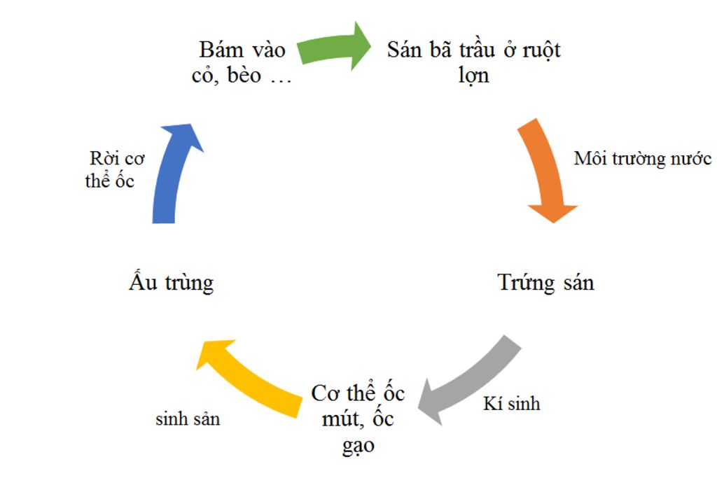 cau-1-neu-1-so-bien-phap-phong-chong-sau-bo-o-dia-phuong-cau-2-vi-sao