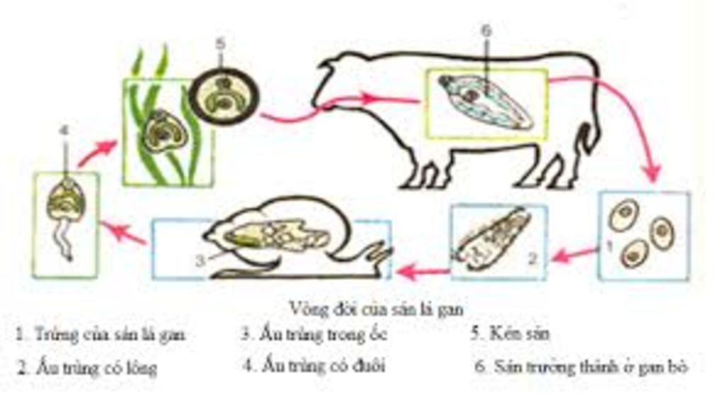 cau-1-neu-cach-di-chuyen-bat-moi-tieu-hoa-moi-cua-trung-roi-trung-sot-ret-trung-kiet-li-cau-2-tr