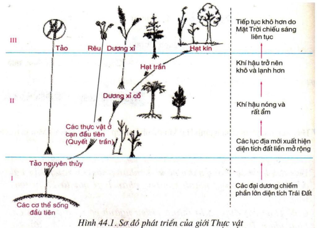 cau-1-sap-ep-cac-loai-thuc-vat-theo-nganh-u-huong-phat-trien-cau-2-vai-tro-cua-hoc-sinh-trong-vi