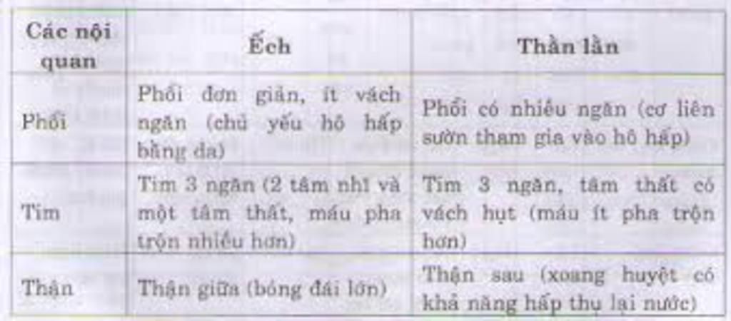 cau-1-so-sanh-bo-uong-cua-than-lan-voi-bo-uong-ech-cau-2-lap-bang-so-sanh-cau-tao-co-quan-tim-ph