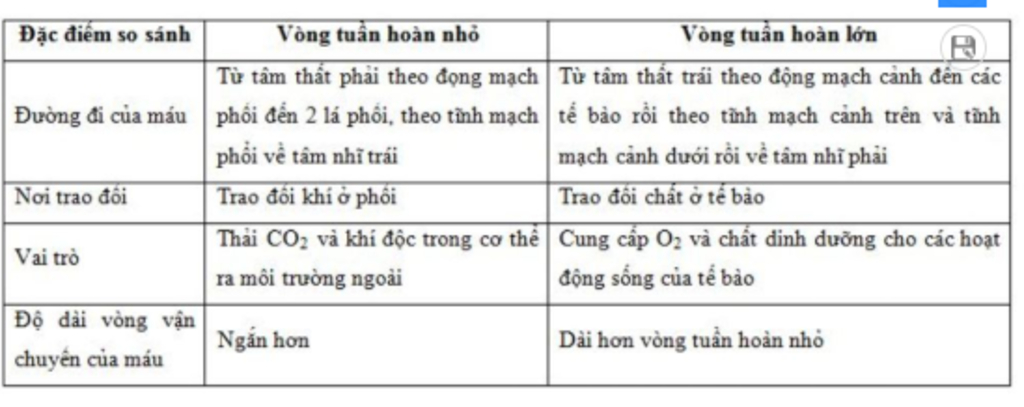 cau-1-trinh-bay-cau-tao-he-ho-hap-cau-2-trinh-bay-vong-tuan-hoan-lon-vong-tuan-hoan-be-so-sanh-m