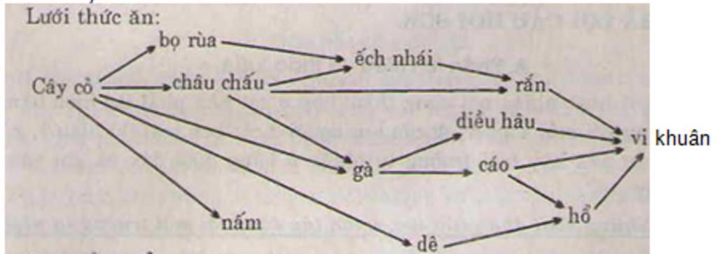 cau-1-trong-1-he-sinh-thai-gom-cac-sinh-vat-thuc-vat-sau-ech-de-tho-ho-bao-dai-bang-ran-ga-chau