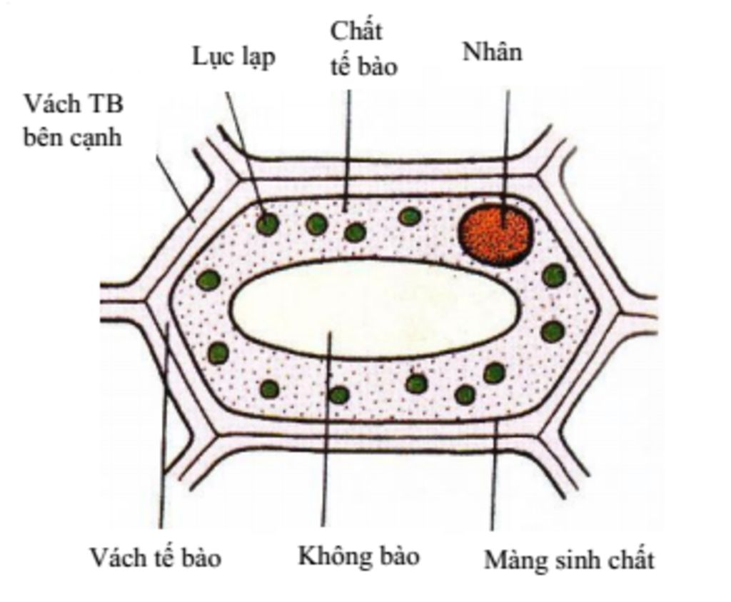 cau-1-trong-tu-nhien-sinh-vat-dc-chia-lm-may-nhom-cau-2-co-may-nhom-sinh-vat-chinh-la-nhung-nhom