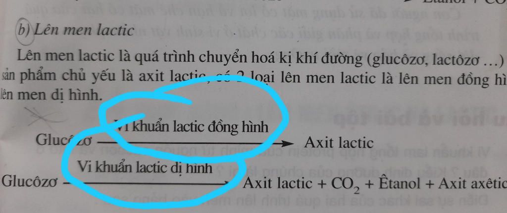 cau-14-loai-vi-sinh-vat-tong-hop-ait-glutamic-tu-glucozo-la-a-nam-men-b-a-khan-c-vi-khuan-d-nam