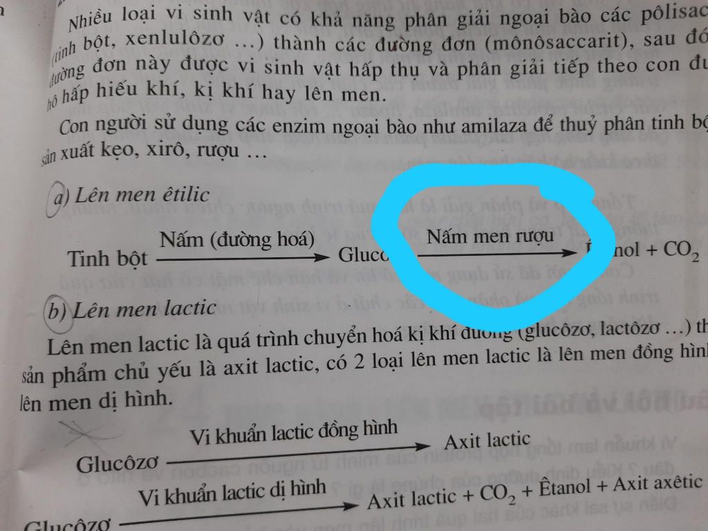 cau-15-qua-trinh-bien-doi-ruou-tha-hf-duong-glucozo-duoc-thuc-hien-boi-a-nam-men-b-vi-khuan-c-na
