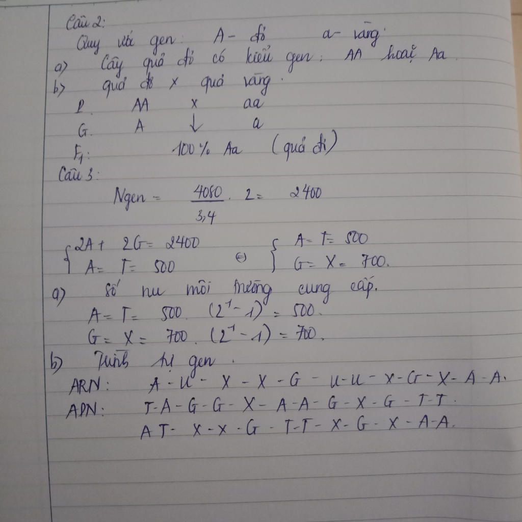 cau-2-o-ca-chua-gen-a-quy-dinh-qua-do-troi-hoan-toan-so-voi-gen-a-quy-dinh-qua-vang-a-cay-co-qua