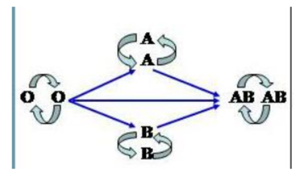 cau-2-ve-so-do-the-hien-moi-quan-he-qua-lai-cho-va-nhan-giua-cac-nhom-mau-cac-nguyen-tac-can-tua