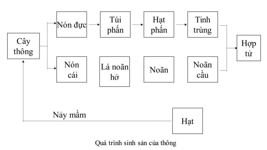 cau-3-co-quan-sinh-san-cua-hat-tran-co-dac-diem-gi-so-do-sinh-san-cua-thong-vai-tro-cua-thuc-vat