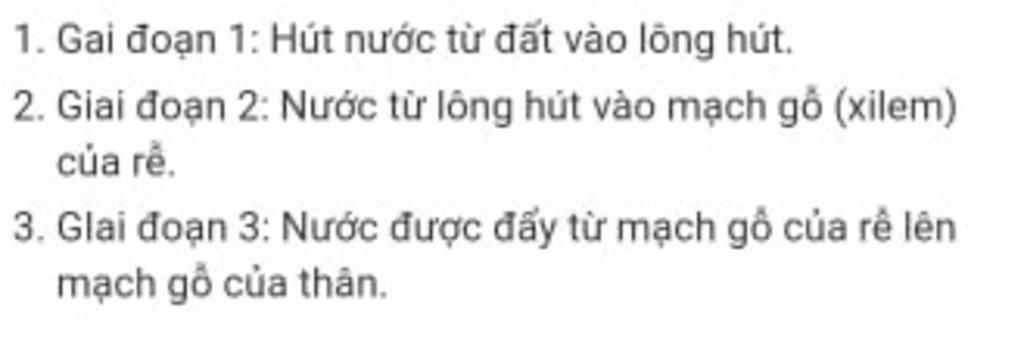 cau-3-duong-van-chuyen-cua-nuoc-trong-cay-sau-khi-duoc-hap-thu-tu-dat-vao-theo-thu-tu-lan-luot-l