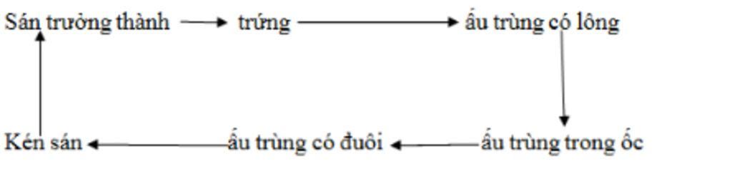 cau-4-vi-sao-benh-sot-ret-hay-ay-ra-o-vung-nui-nhieu-cau-5-neu-cac-dai-dien-dac-diem-chung-va-va