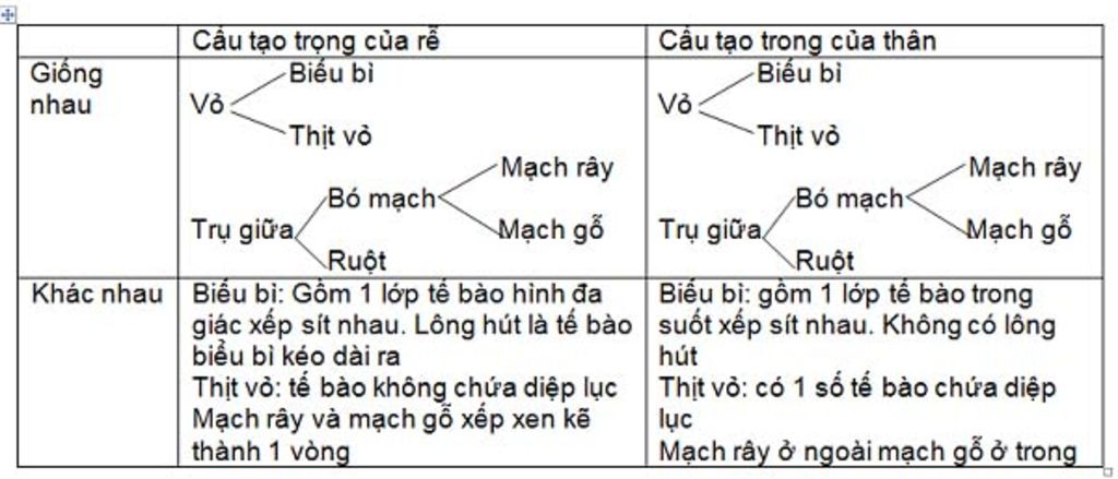 cau-6-neu-cau-tao-mien-hut-cua-re-so-sanh-su-giong-nhau-va-khac-nhau-giua-re-cau-tao-mien-hut-vo